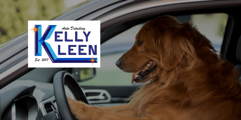 awesome dog driving a car at high speed